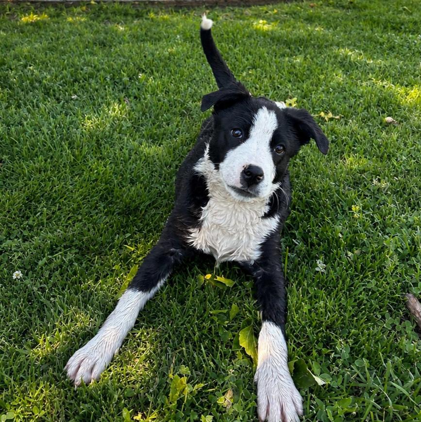 Enlarge Meg, a Adoptable Border Collie in Lathrop, CA image 1/1