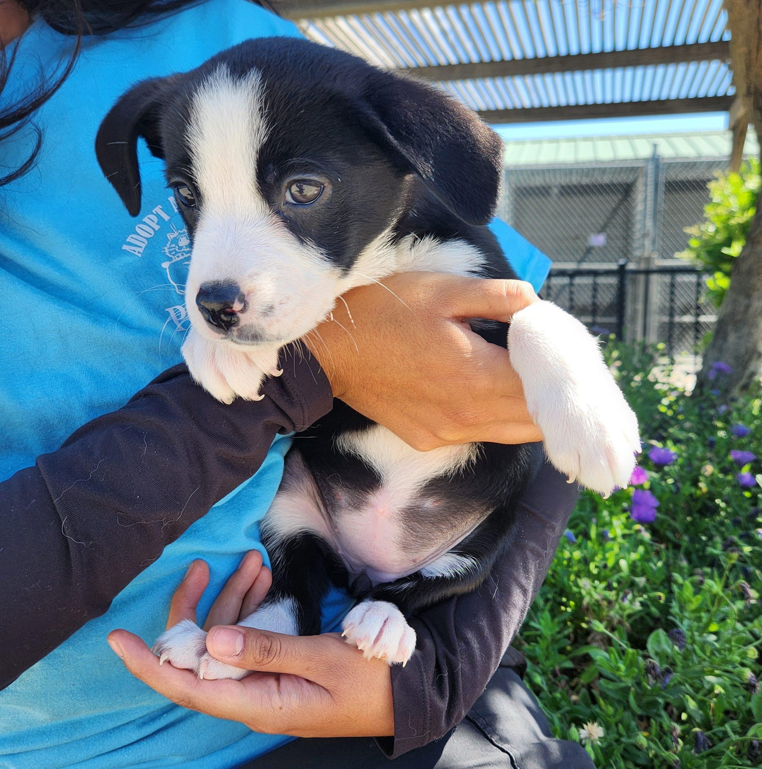 Enlarge Meg, a Adoptable Border Collie in Lathrop, CA image 1/1