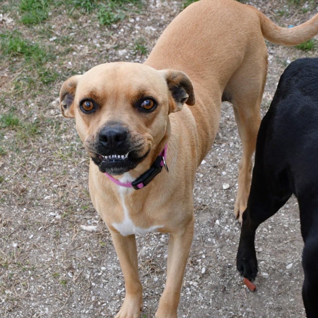 Gracey, Adoptable, Adult Female Boxer & Pit Bull Terrier.