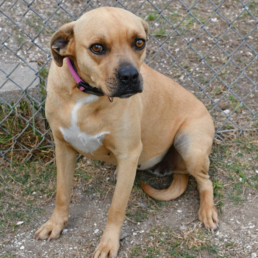 Enlarge Gracey, a Adoptable mixed breed in Beaumont, TX image 2/5