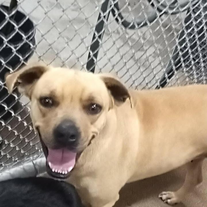 Enlarge Gracey, a Adoptable mixed breed in Beaumont, TX image 3/5