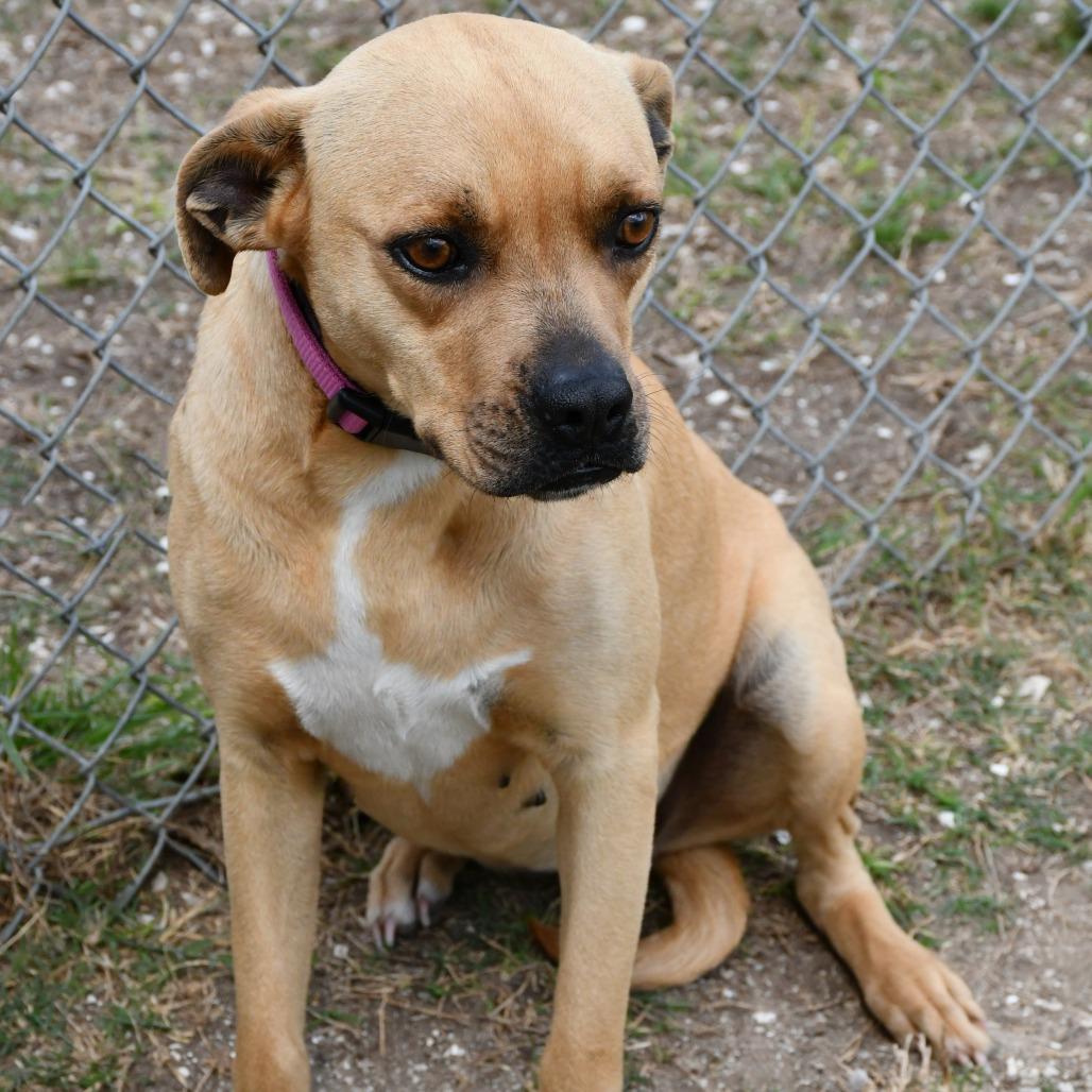 Enlarge Gracey, a Adoptable mixed breed in Beaumont, TX image 4/5