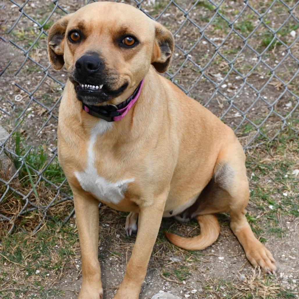 Enlarge Gracey, a Adoptable mixed breed in Beaumont, TX image 5/5