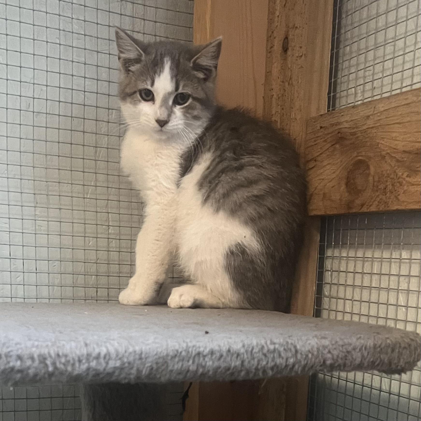 Marshmallow, a Adoptable Domestic Short Hair in Lake Geneva, WI image 5/6