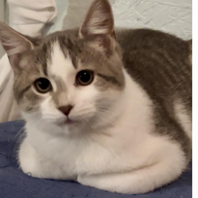 Marshmallow, a Adoptable Domestic Short Hair in Lake Geneva, WI image 4/6