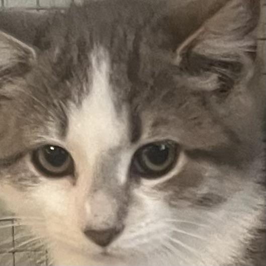 Marshmallow, a Adoptable Domestic Short Hair in Lake Geneva, WI image 6/6