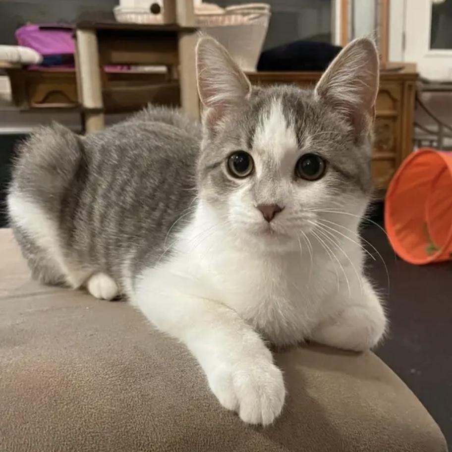 Marshmallow, a Adoptable Domestic Short Hair in Lake Geneva, WI image 1/6