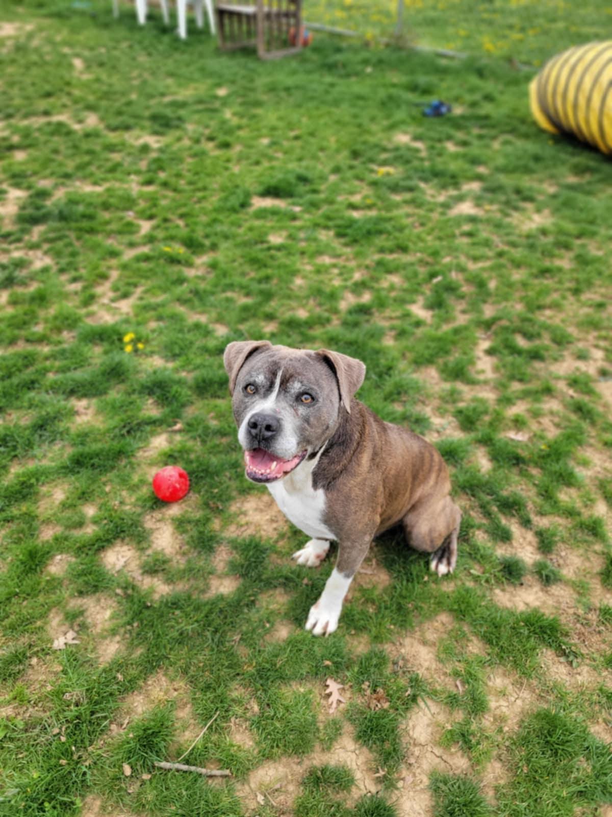 Timber, Adoptable, Adult Male Terrier.