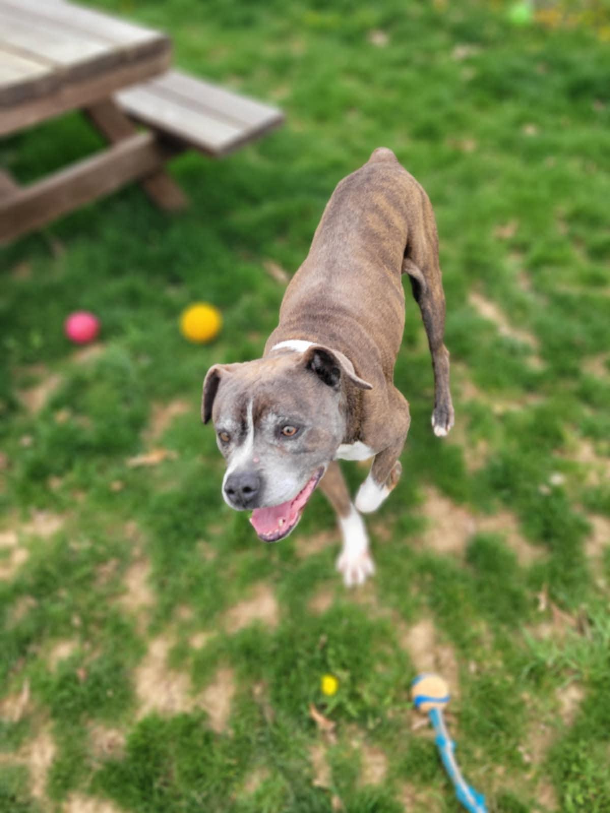 Timber, a Adoptable mixed breed in Chambersburg, PA image 2/3