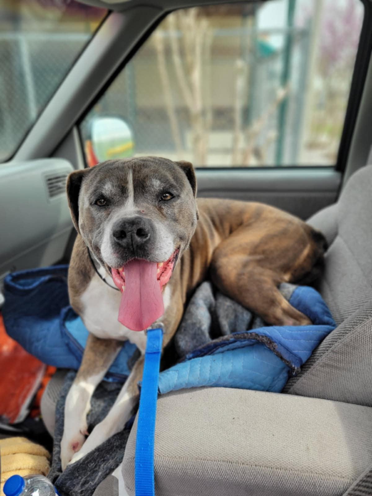 Timber, Adoptable, Adult Male Terrier.