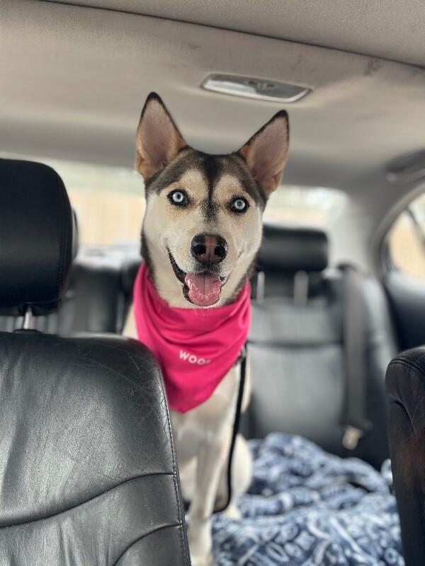 Bailee Bandit Stealing Hearts Since Day One — thumbnail 3