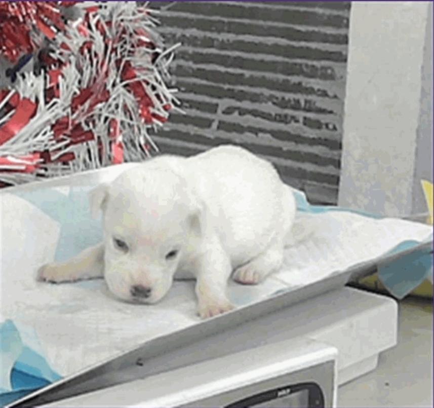 Lyra, a Adoptable mixed breed in Sedalia, CO image 1/5