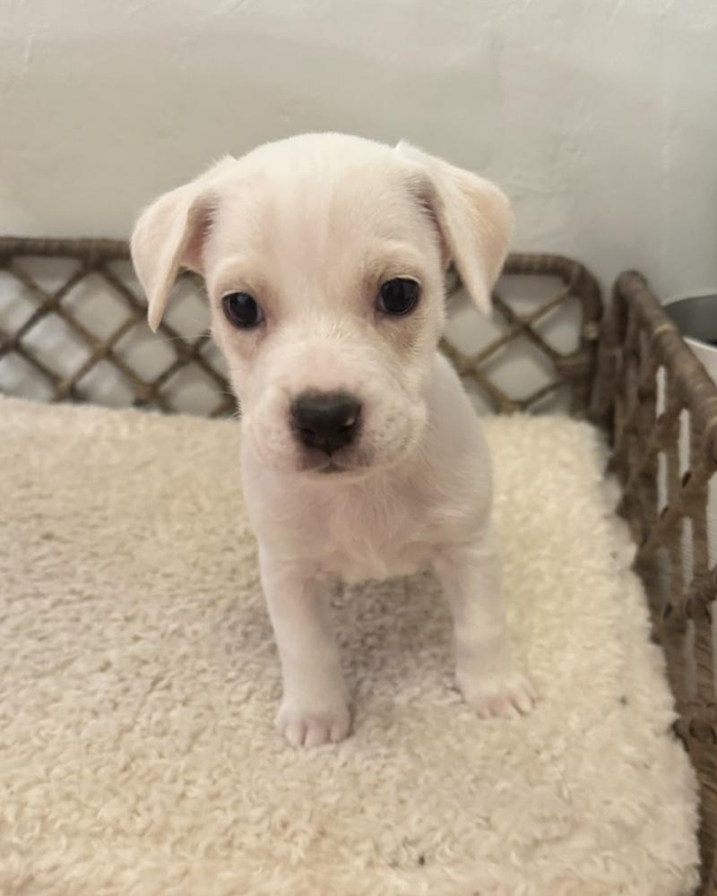 Lyra, a Adoptable mixed breed in Sedalia, CO image 3/5