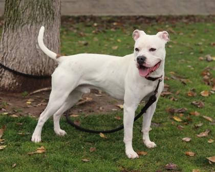 Bruno, Adoptable, Young Male Mixed Breed & Mixed Breed.
