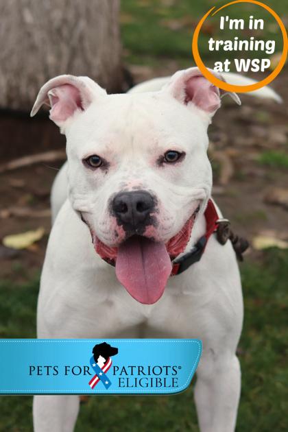 Bruno, a Adoptable mixed breed in Walla Walla, WA image 2/2