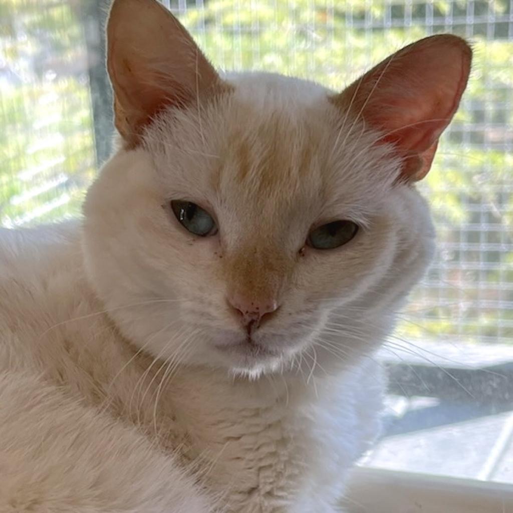 Koko, a Adoptable mixed breed in Cumming, GA image 4/4