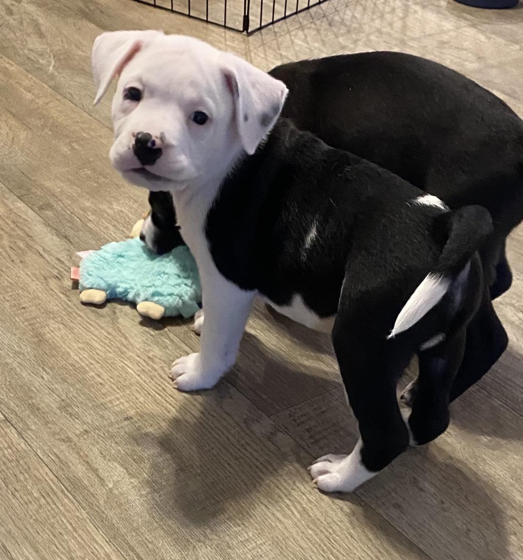 Enlarge Bolt, a ADOPTABLE mixed breed in Calabash, NC image 2/2