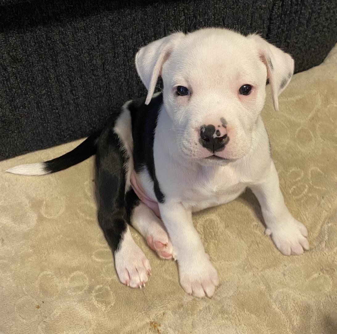 Enlarge Bolt, a ADOPTABLE mixed breed in Calabash, NC image 1/2