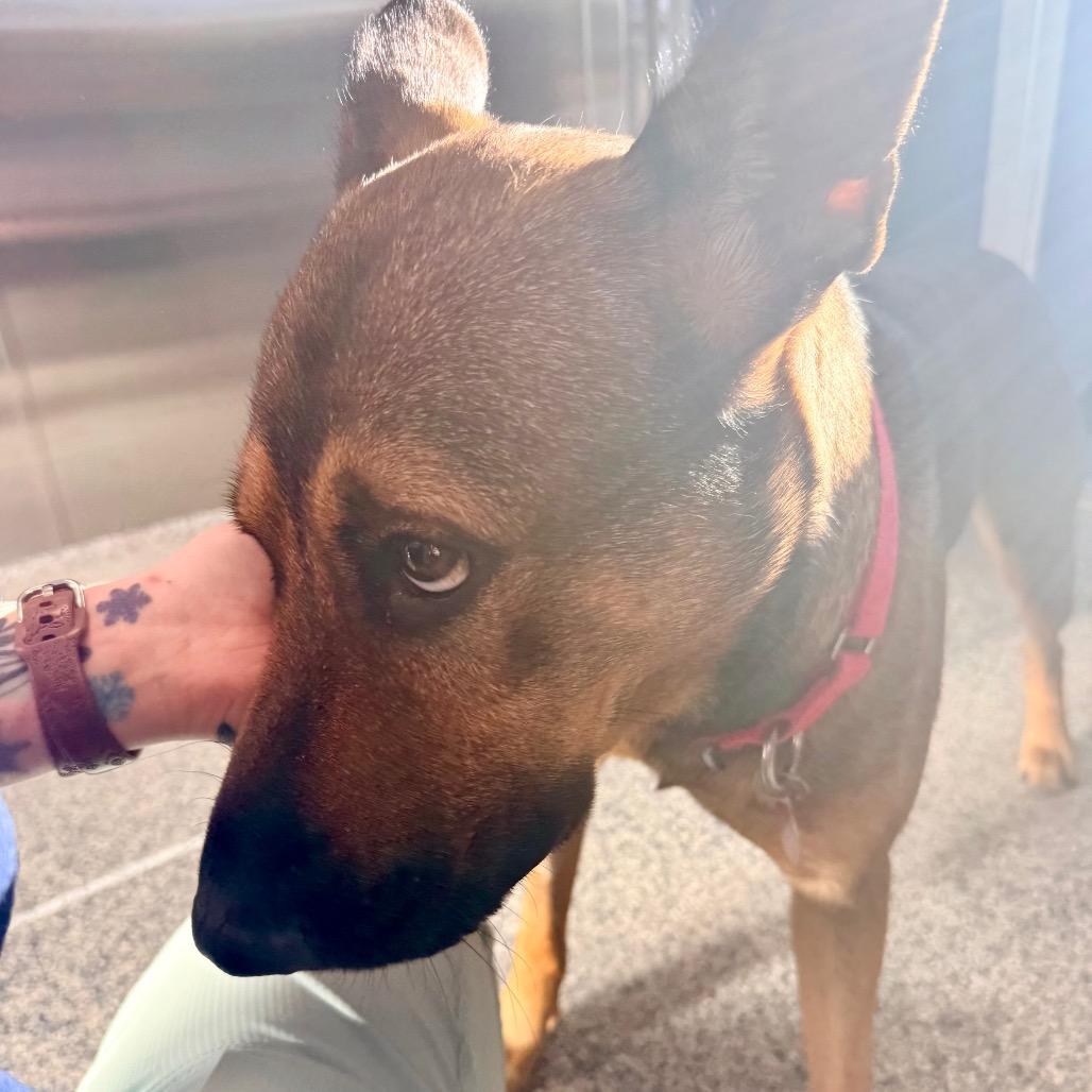 Dozer, Adoptable, Adult Male Mixed Breed & Shepherd.