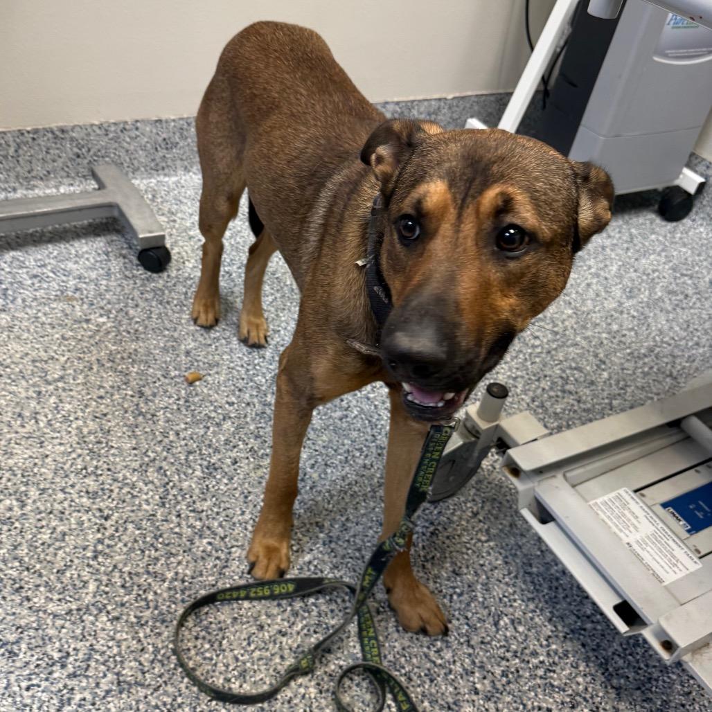 Dozer, a Adoptable mixed breed in Great Falls, MT image 2/6