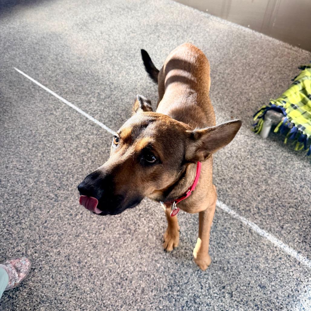 Dozer, a Adoptable mixed breed in Great Falls, MT image 3/6