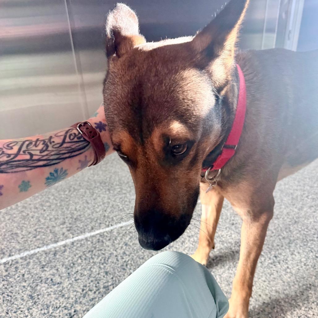 Dozer, a Adoptable mixed breed in Great Falls, MT image 6/6