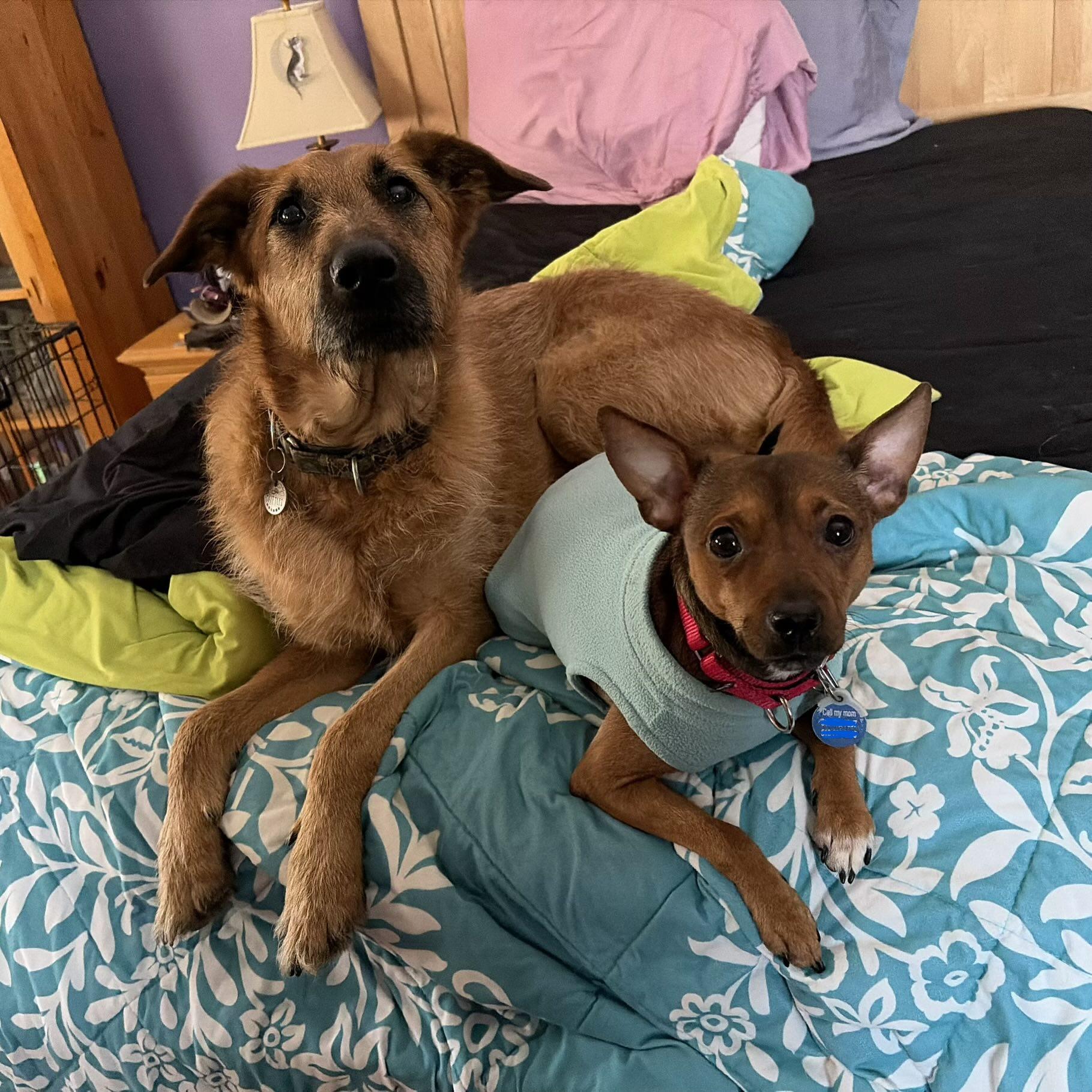 Enlarge Churro, a ADOPTABLE Miniature Pinscher in Rensselaer, NY image 5/6