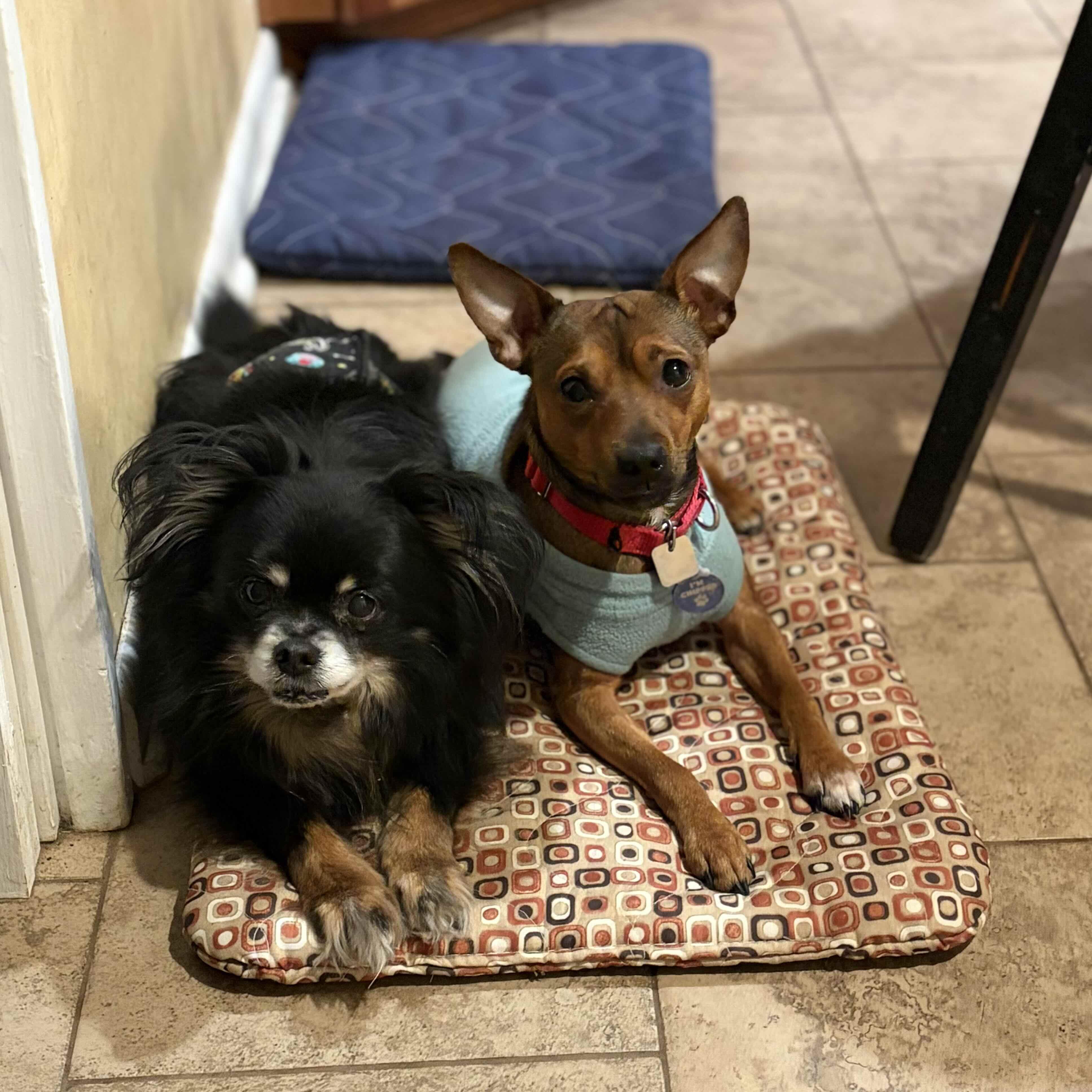 Enlarge Churro, a ADOPTABLE Miniature Pinscher in Rensselaer, NY image 4/6