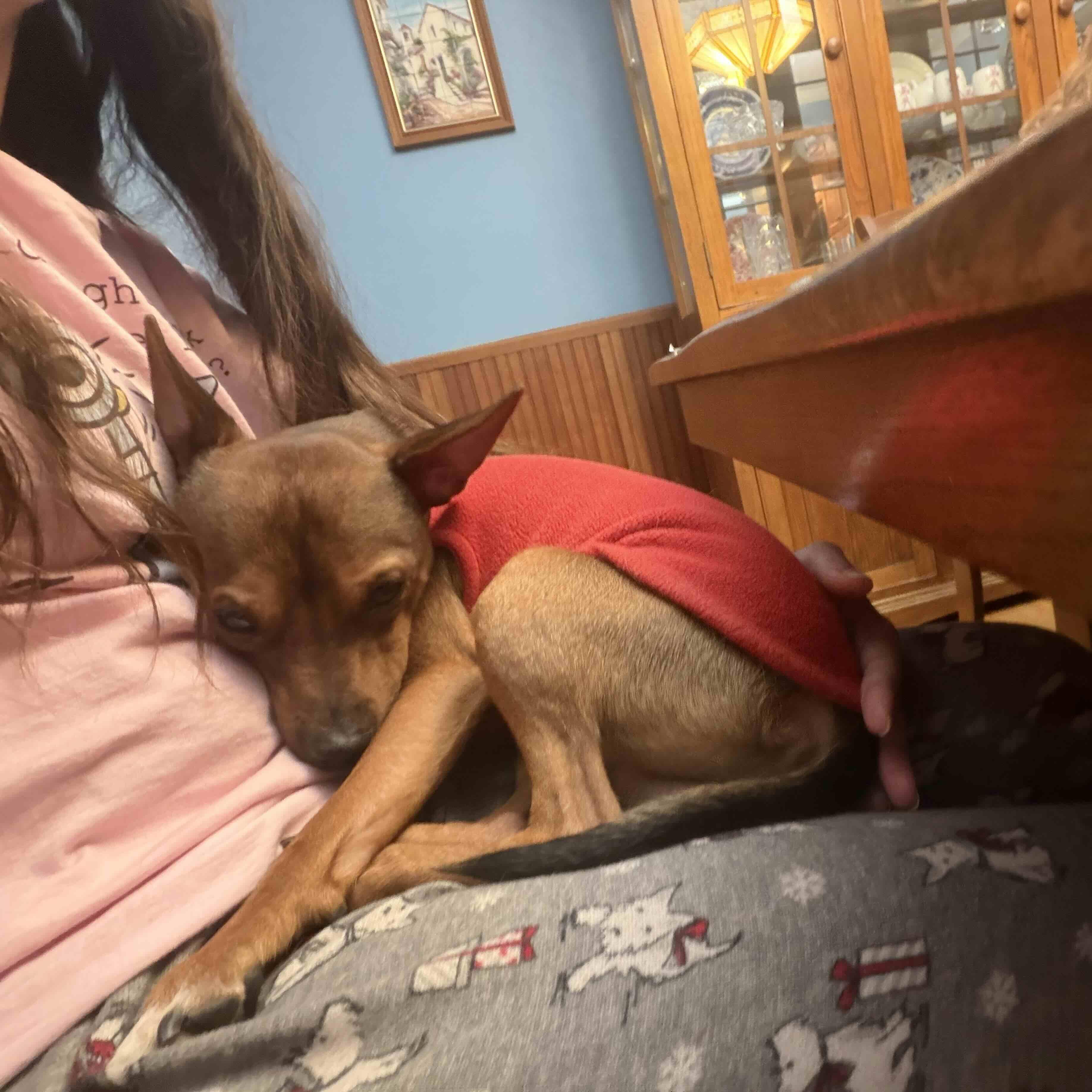 Enlarge Churro, a ADOPTABLE Miniature Pinscher in Rensselaer, NY image 6/6