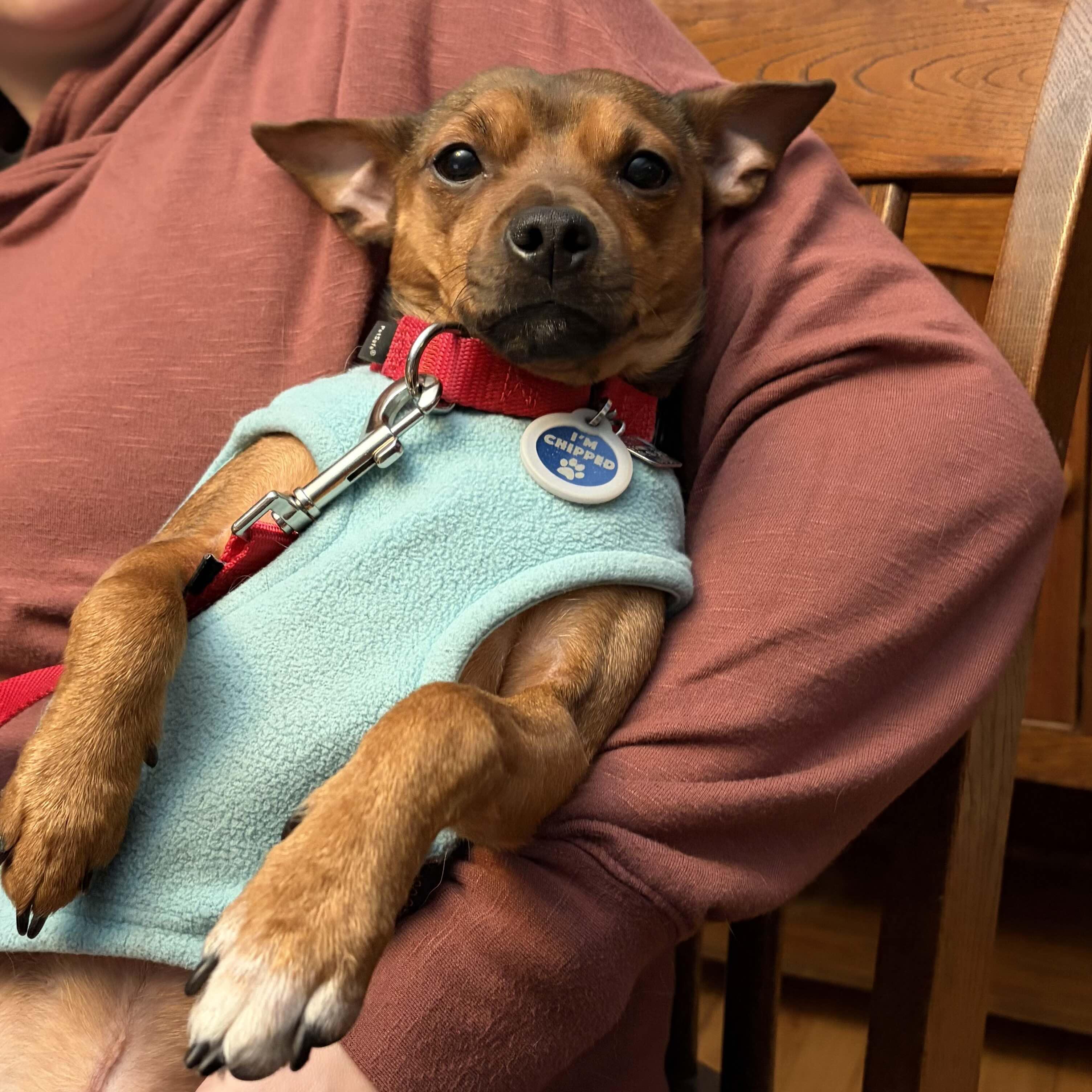 Enlarge Churro, a ADOPTABLE Miniature Pinscher in Rensselaer, NY image 3/6
