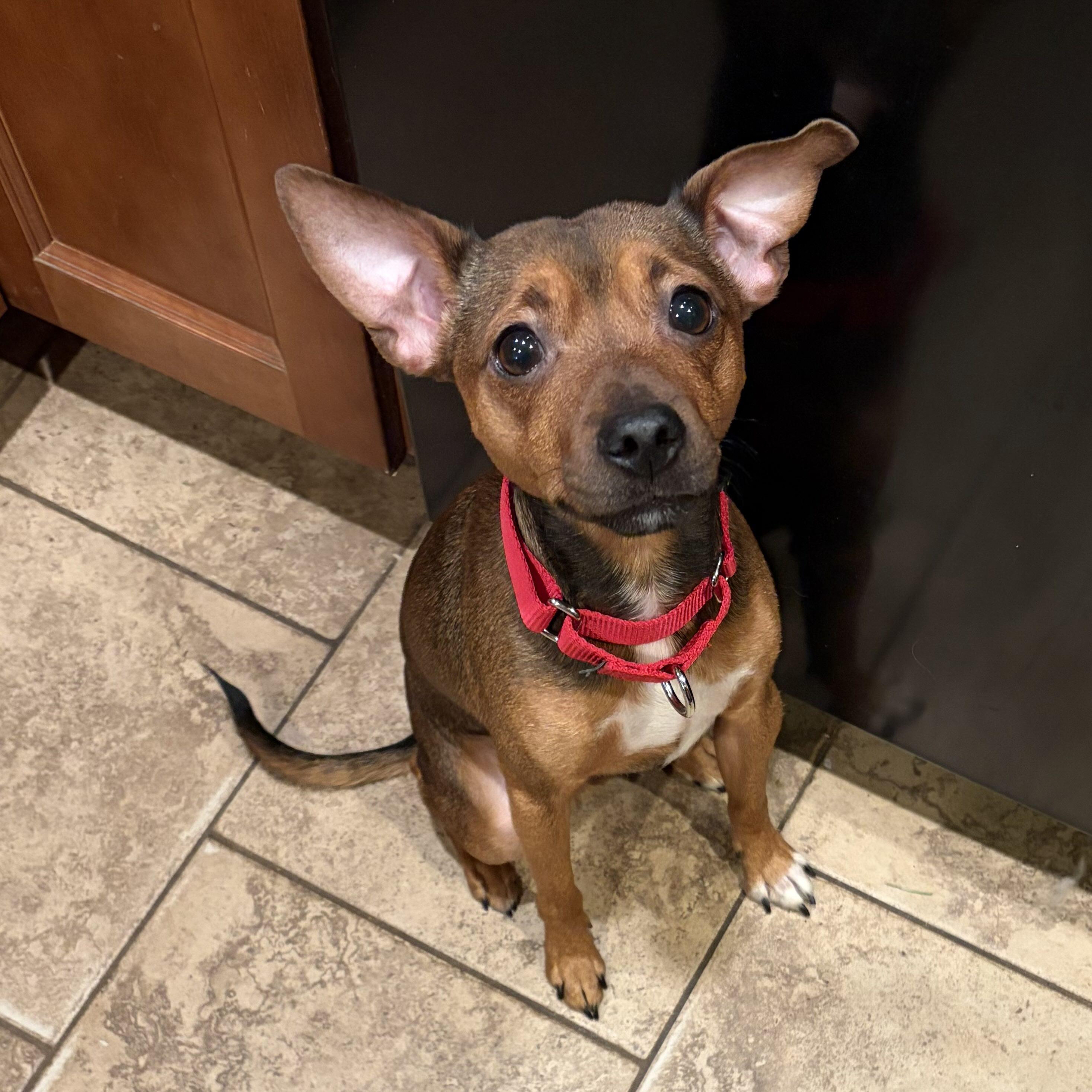 Enlarge Churro, a ADOPTABLE Miniature Pinscher in Rensselaer, NY image 1/6
