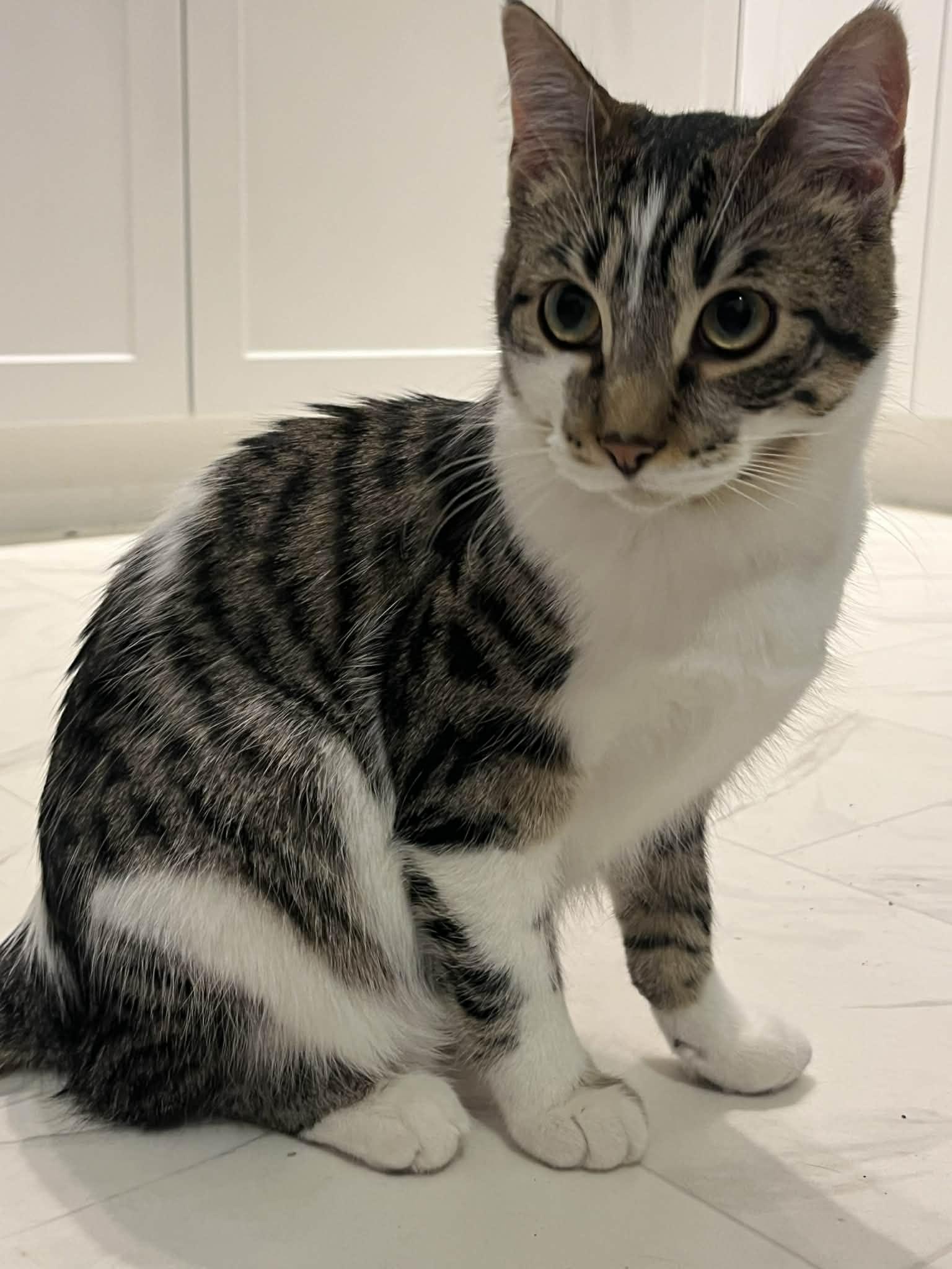 Zed, a ADOPTABLE Domestic Short Hair in Winnipeg, MB image 2/2