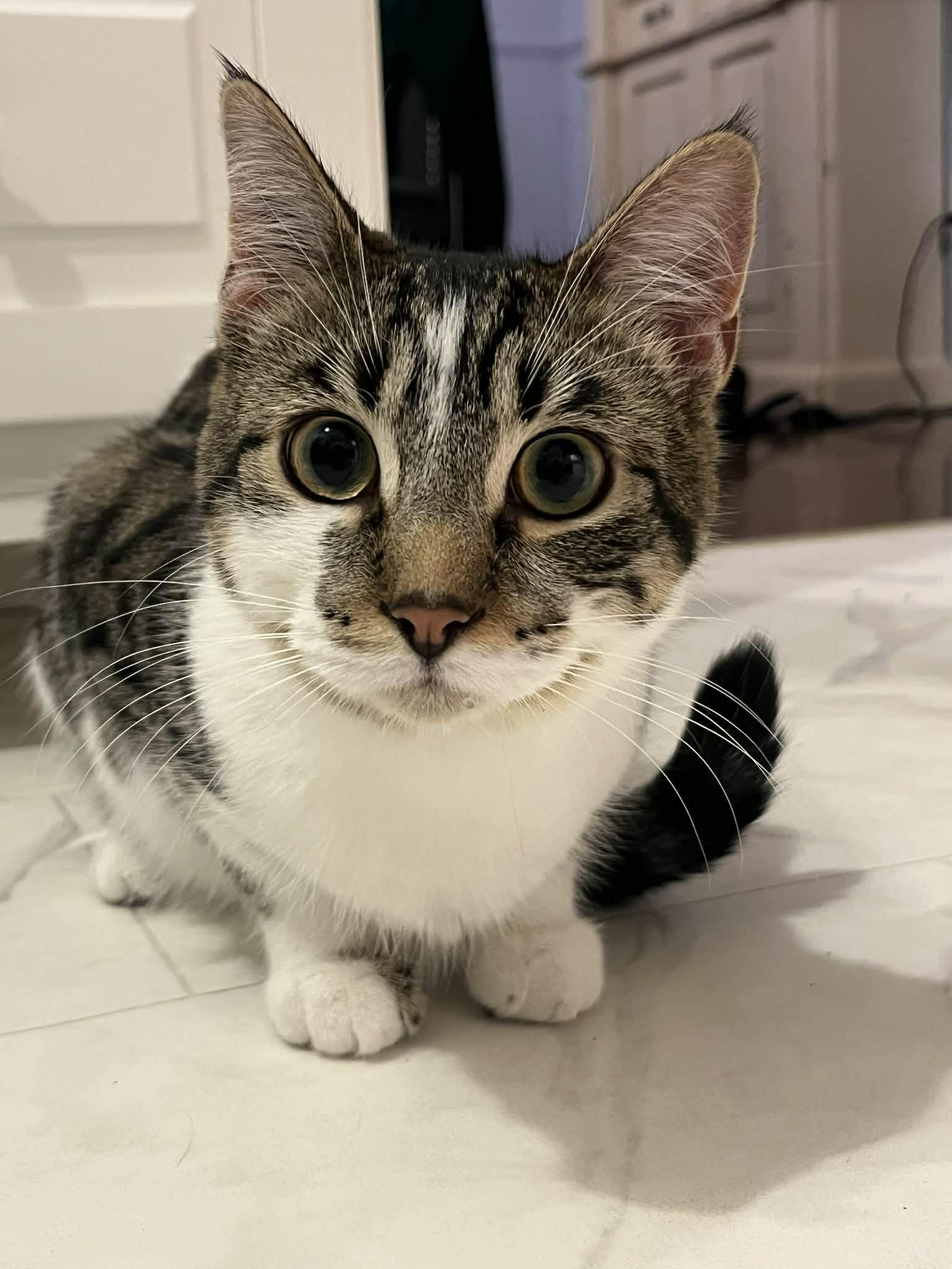 Zed, ADOPTABLE, Young Male Domestic Short Hair.