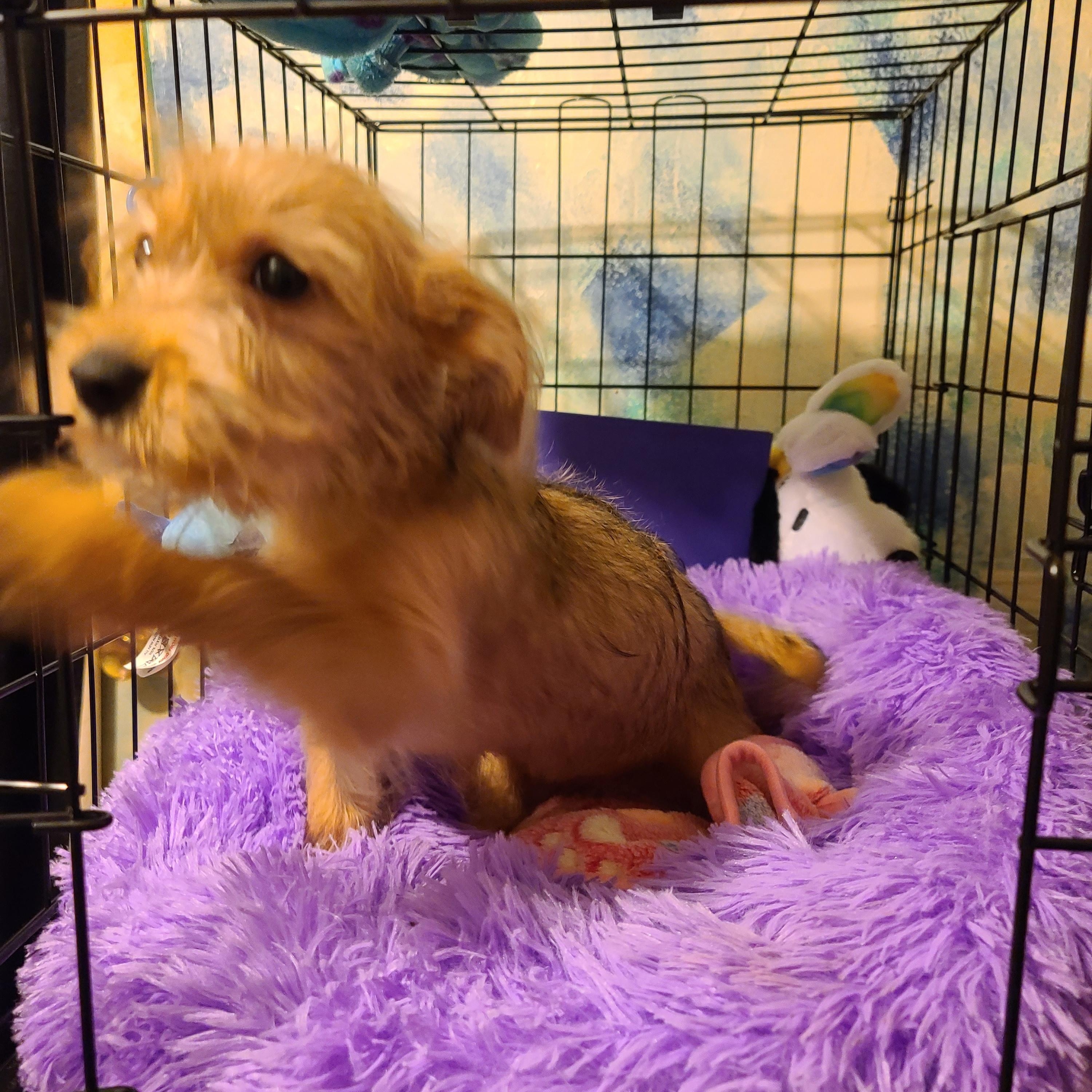 Lucy, adopted, Puppy Male Miniature Poodle & Shih Tzu.