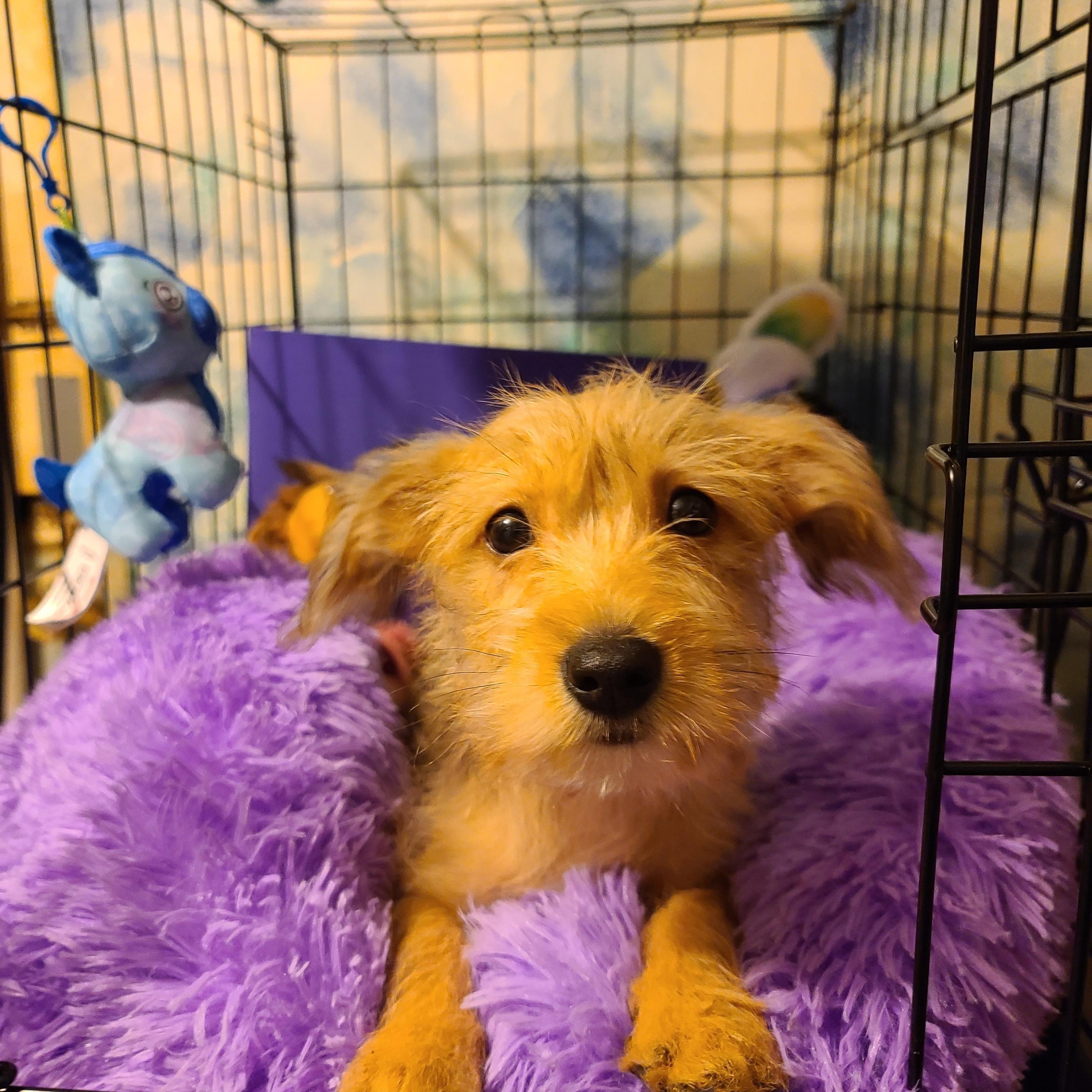 Lucy, an adopted mixed breed in Murphys, CA image 2/4