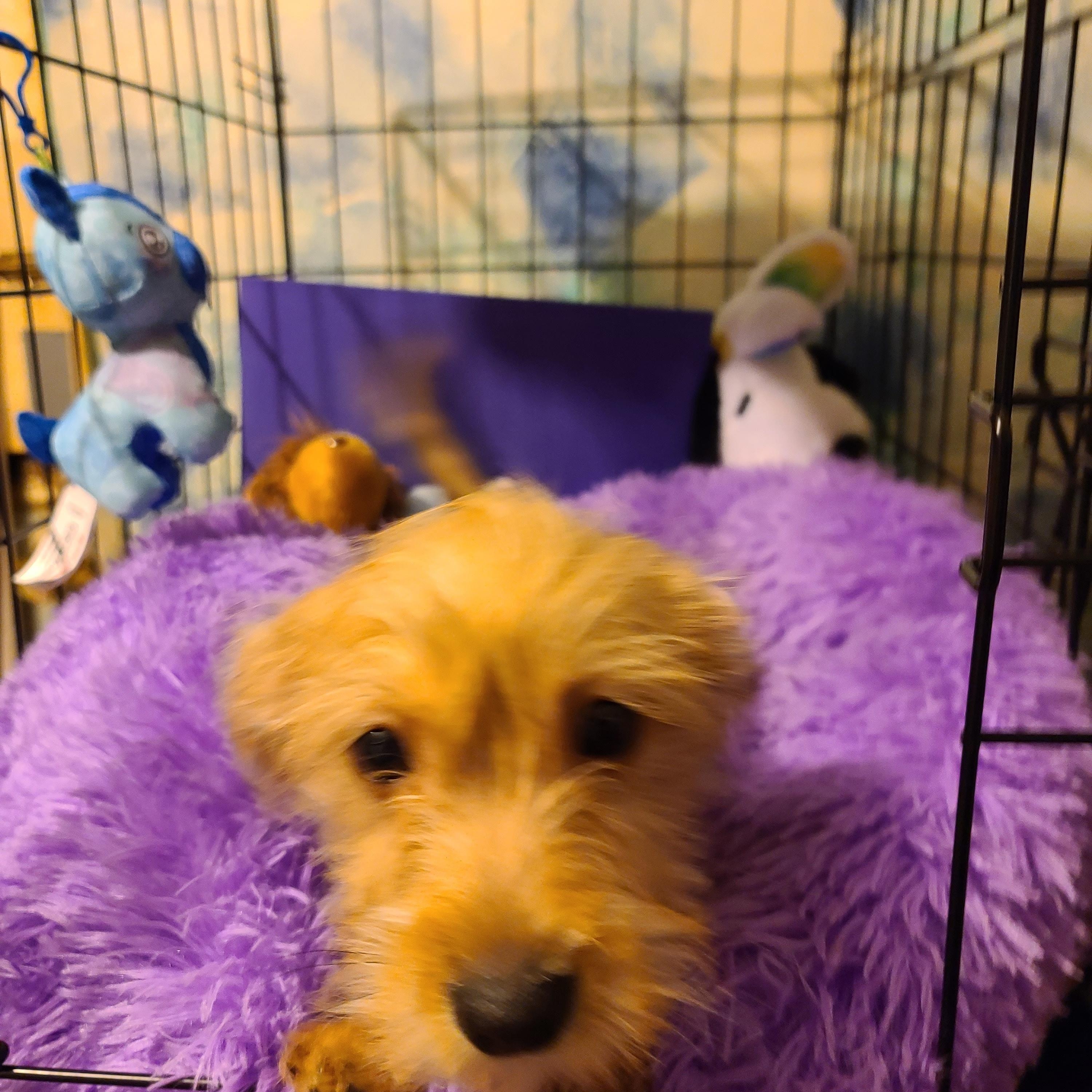 Lucy, an adopted mixed breed in Murphys, CA image 3/4