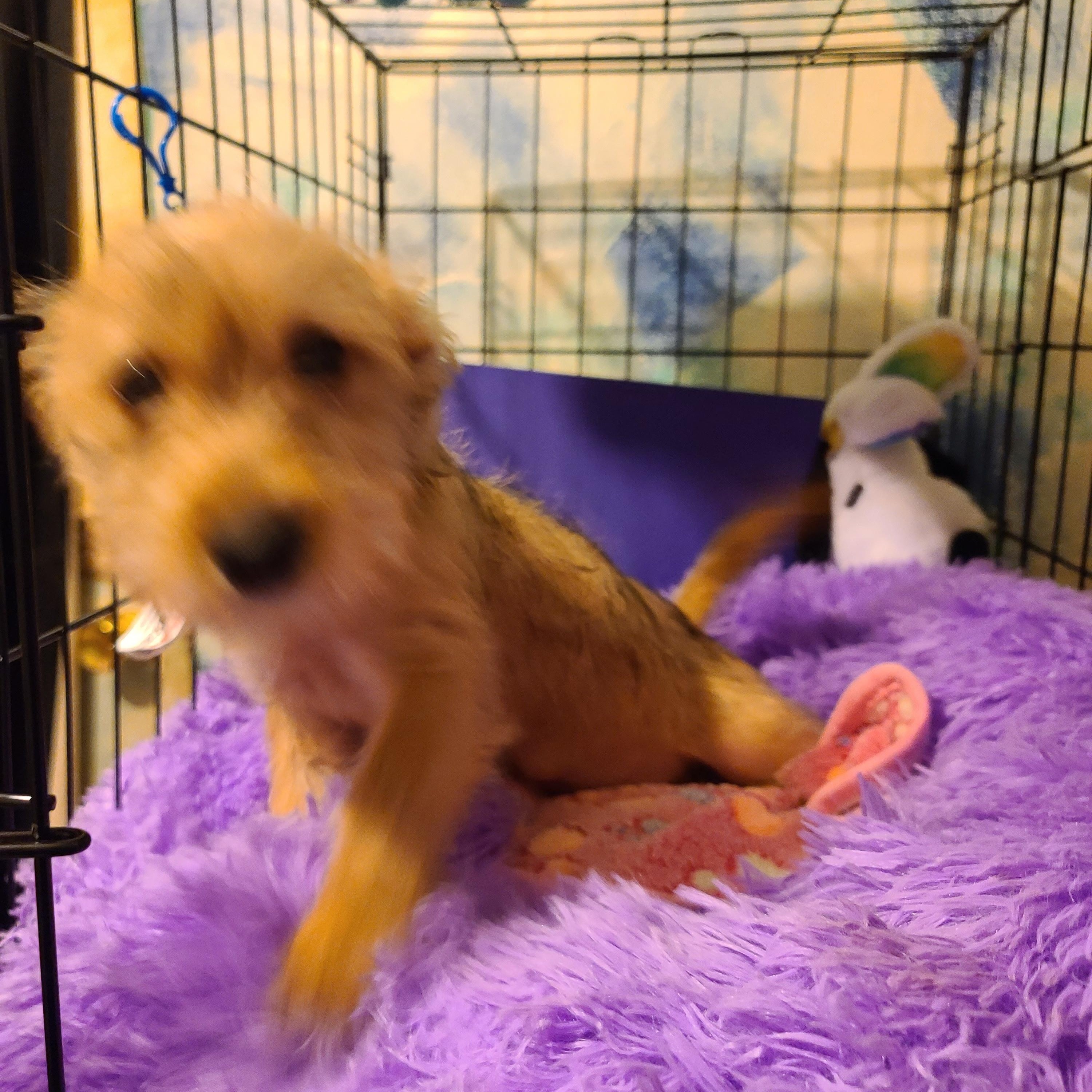 Lucy, an adopted mixed breed in Murphys, CA image 4/4