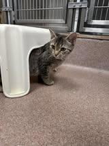 Enlarge Curly Fries, a ADOPTABLE Domestic Short Hair in Maidens, VA image 3/5