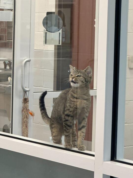 Enlarge Curly Fries, a ADOPTABLE Domestic Short Hair in Maidens, VA image 2/5