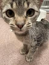 Enlarge Curly Fries, a ADOPTABLE Domestic Short Hair in Maidens, VA image 5/5