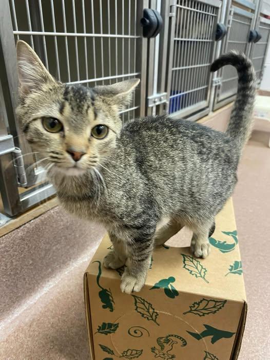 Enlarge Curly Fries, a ADOPTABLE Domestic Short Hair in Maidens, VA image 4/5