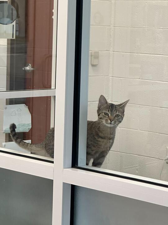 Curly Fries, ADOPTABLE, Young Female Domestic Short Hair.