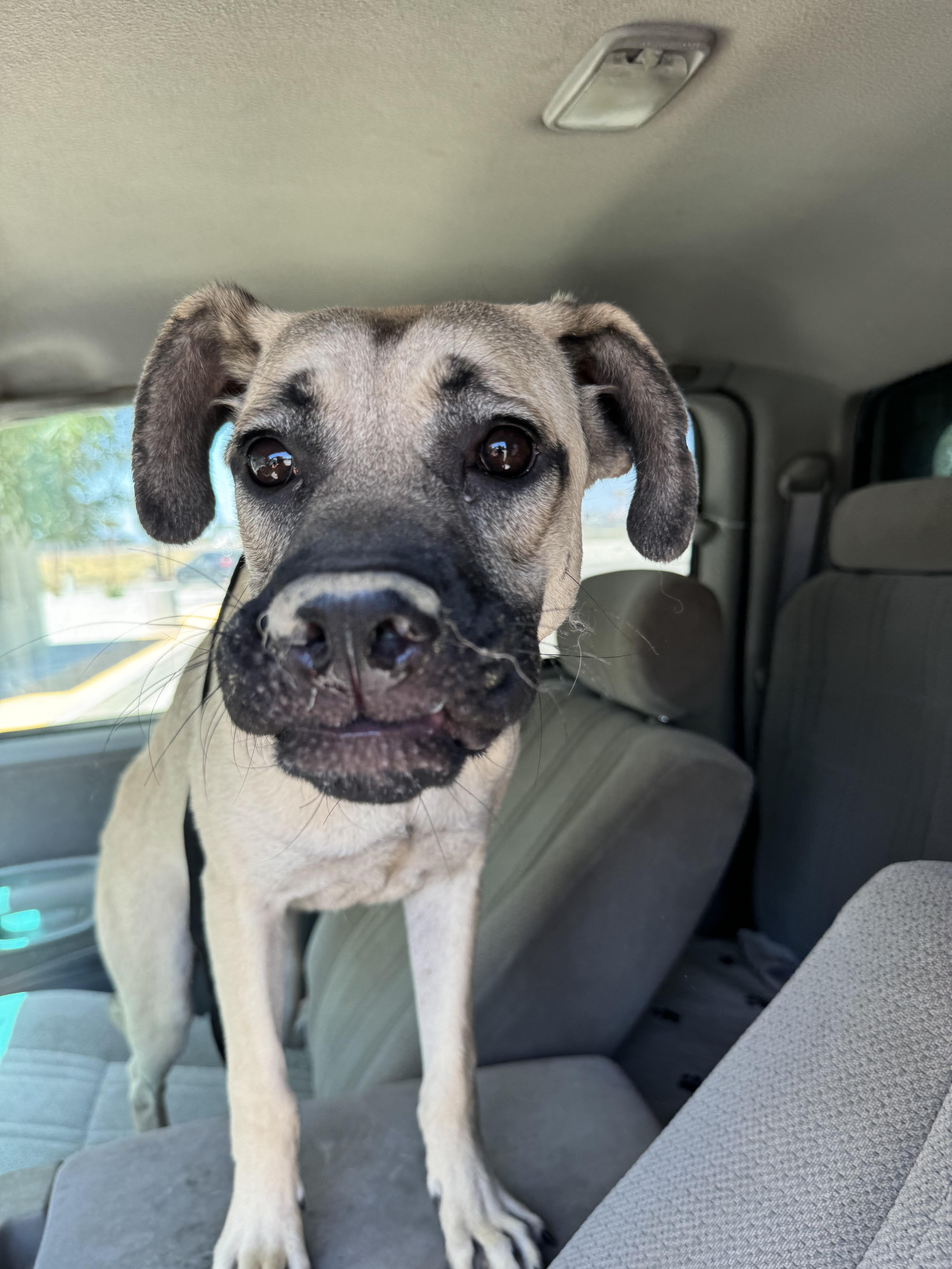 Dean ID 242983, a Adopted mixed breed in Simi Valley, CA image 1/3