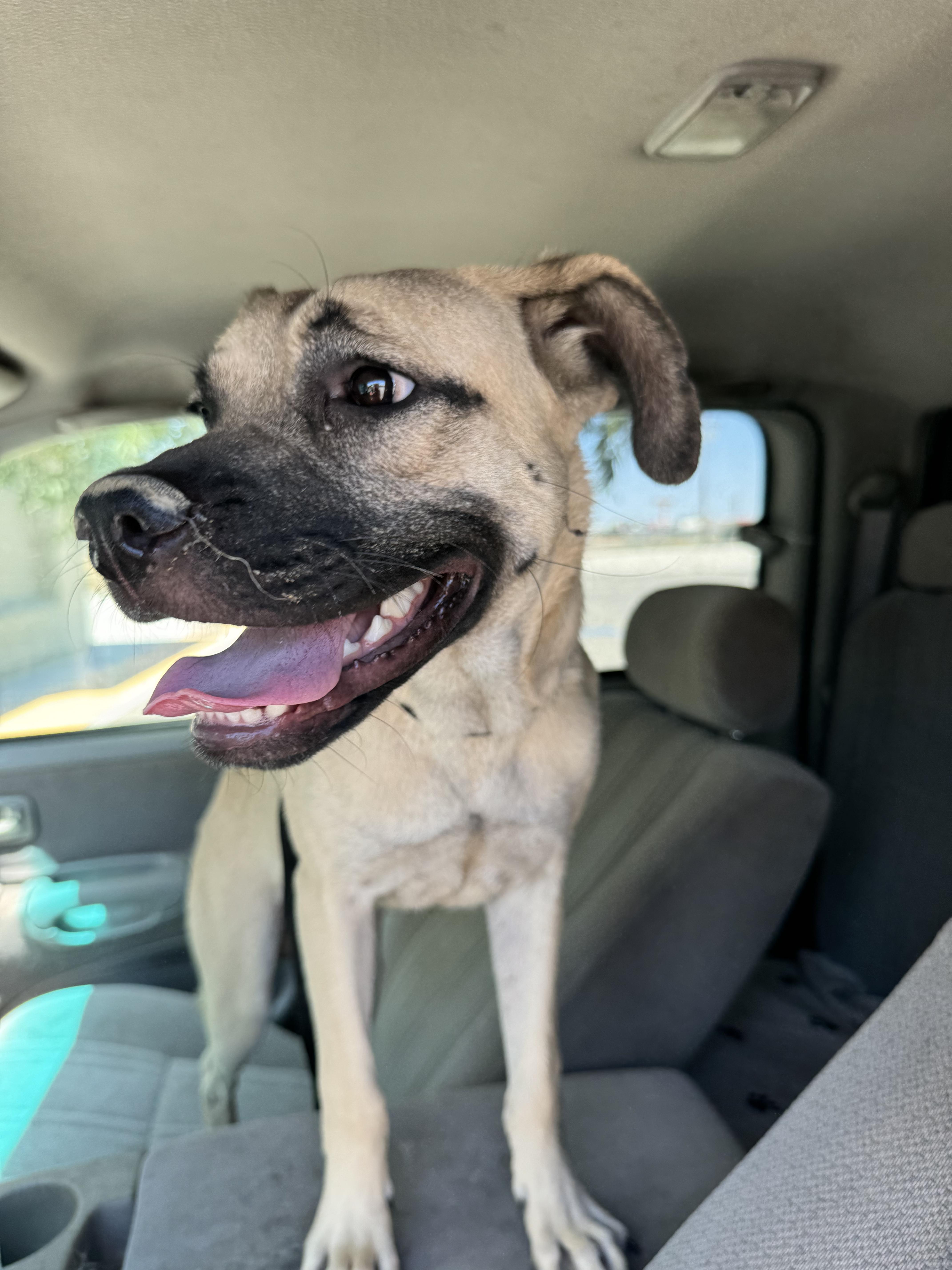 Dean ID 242983, a Adopted mixed breed in Simi Valley, CA image 2/3