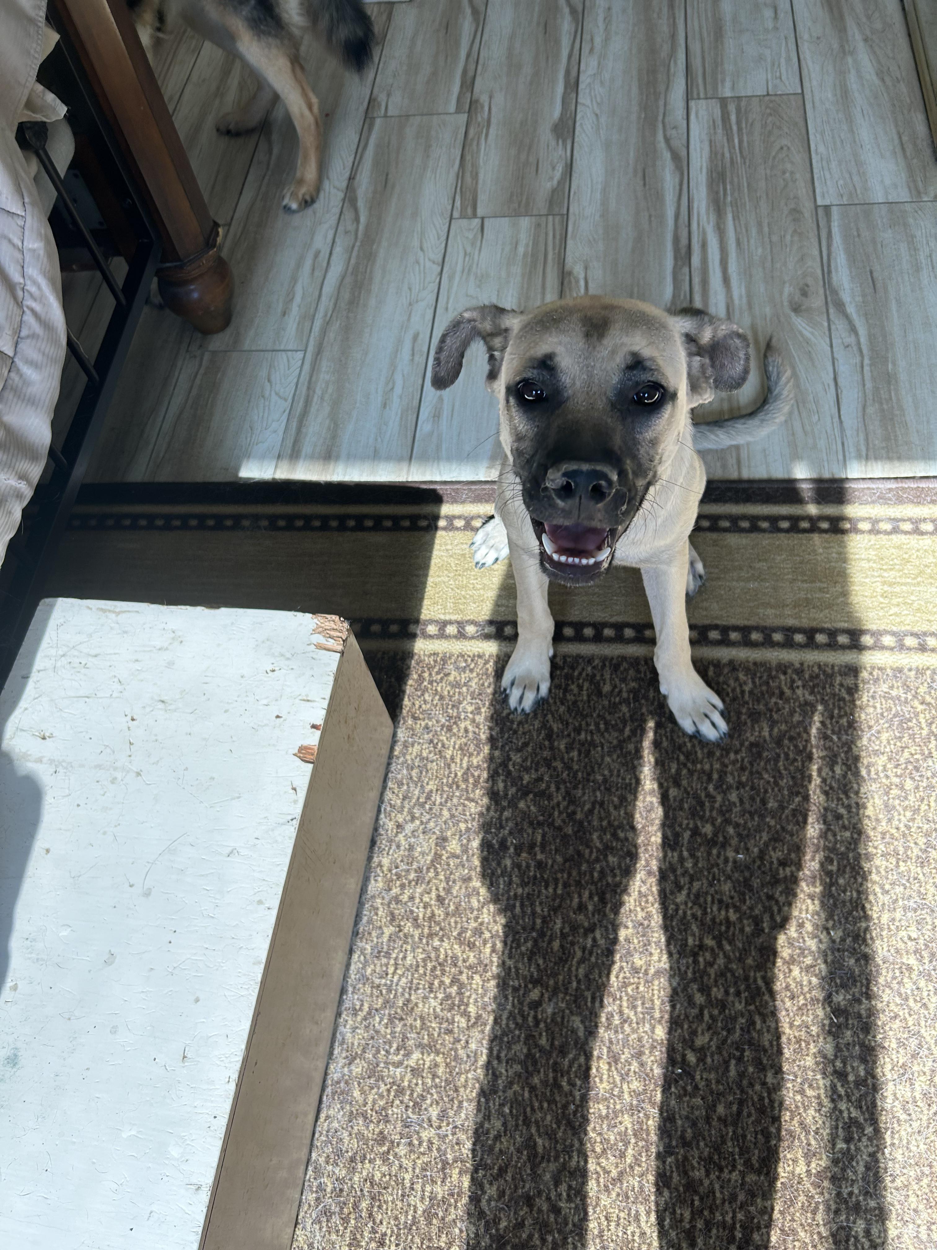 Dean ID 242983, a Adopted mixed breed in Simi Valley, CA image 3/3