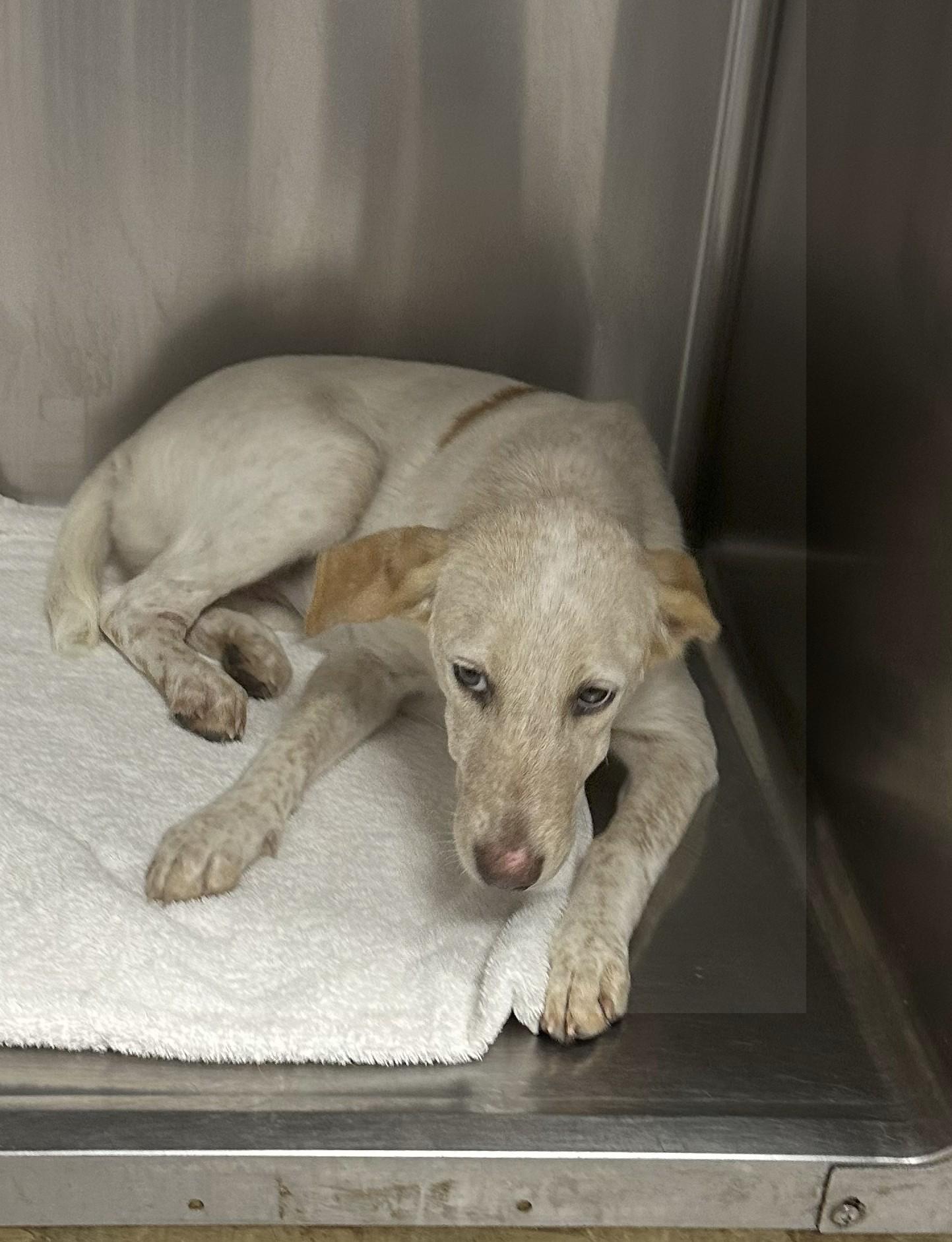 Bubbles, Adoptable, Young Female Australian Cattle Dog / Blue Heeler & Great Pyrenees.