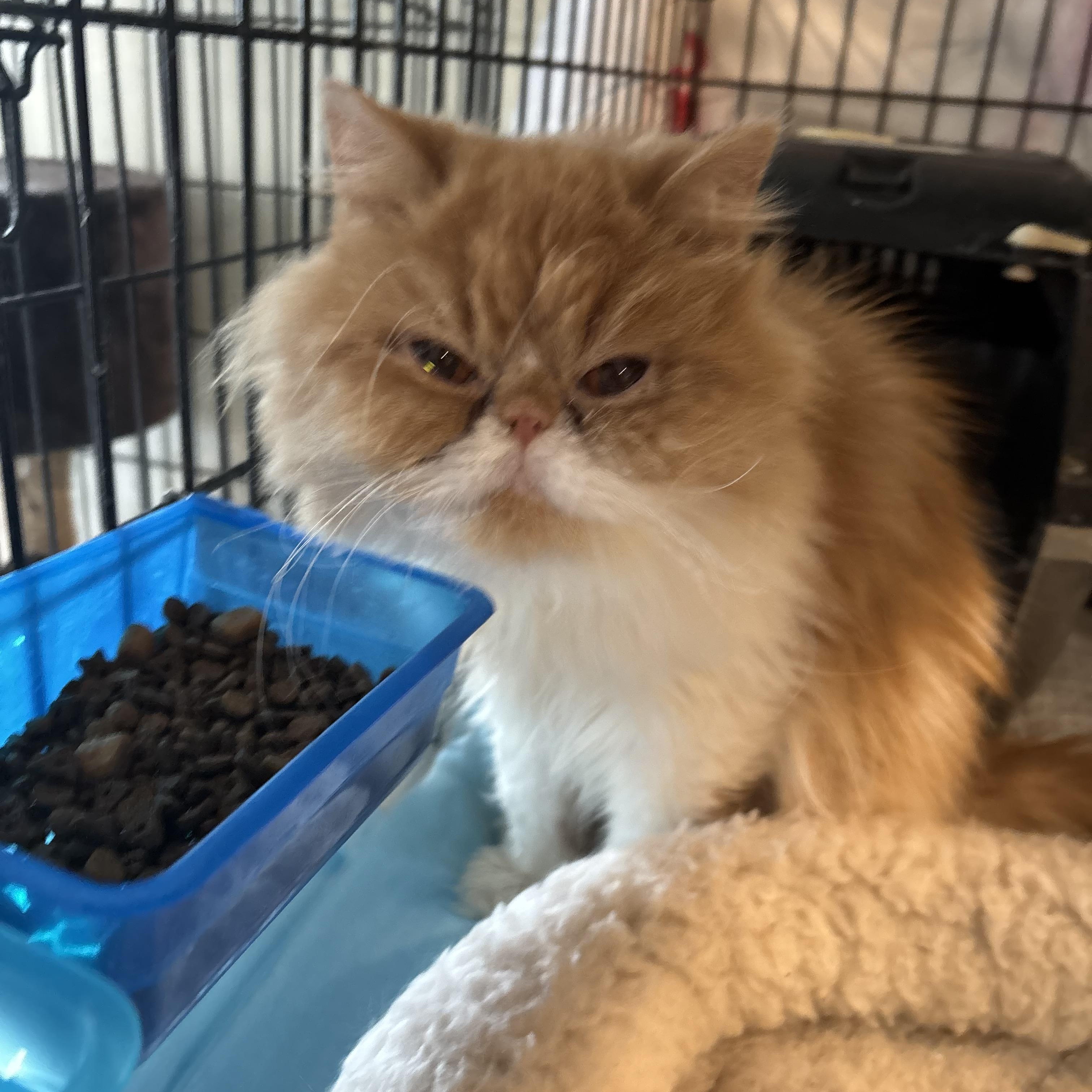 Enlarge Lotus (Persian), a ADOPTABLE Persian in Fairfax, VA image 3/4