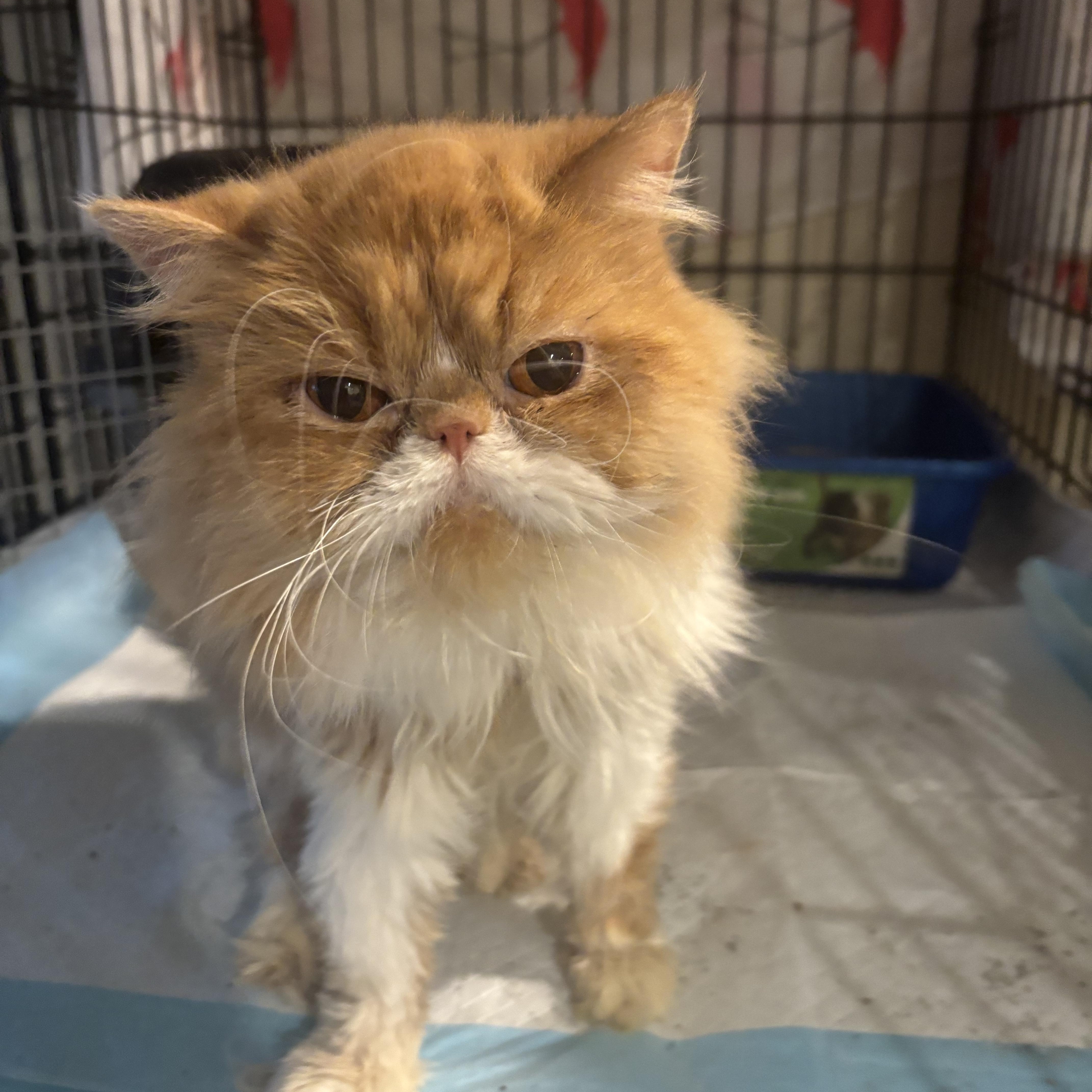 Enlarge Lotus (Persian), a ADOPTABLE Persian in Fairfax, VA image 4/4