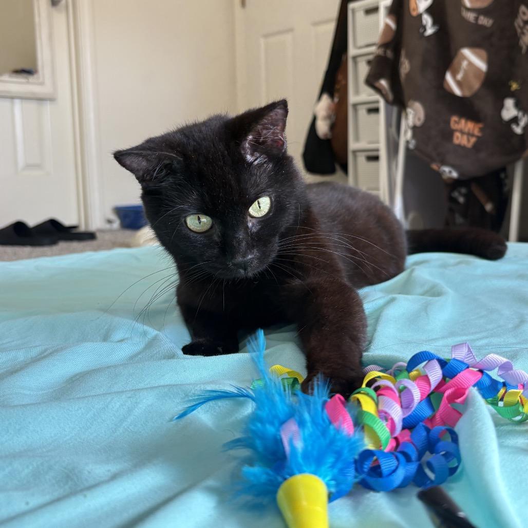 Enlarge Ellie Kam, a Adoptable Domestic Short Hair in Auburn, AL image 1/6