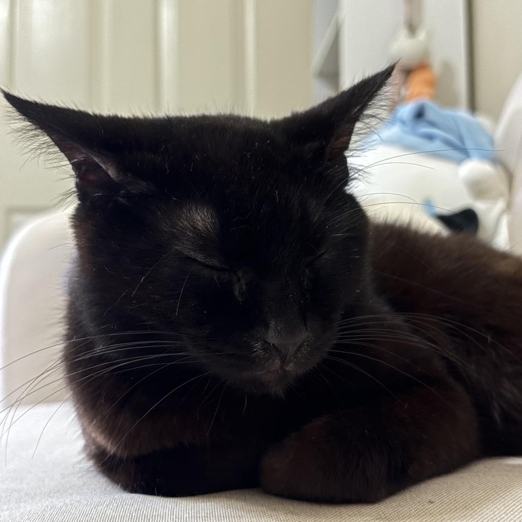 Enlarge Ellie Kam, a Adoptable Domestic Short Hair in Auburn, AL image 2/6